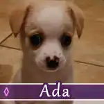 ada