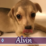 alvin