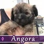 angora