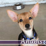 anubis