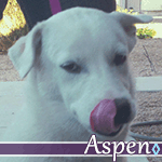 aspen