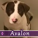 avalon