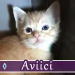 aviici