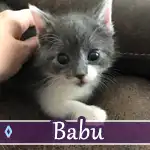 babu