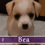 bea