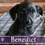 benedict