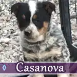 casanova