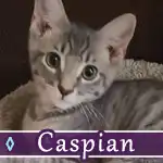 caspian