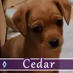 cedar