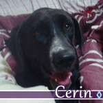 cerin