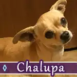 chalupa