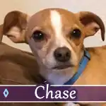 chase