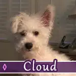 cloud