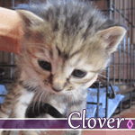 clover