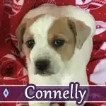 connelly