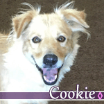 cookie