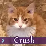 crush