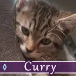 curry