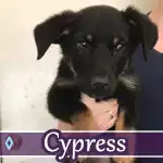 cypress