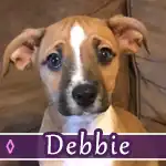 debbie