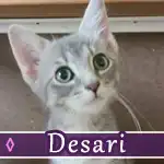 desari