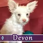 devon