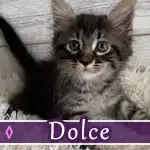 dolce