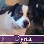 dyna