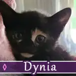 dynia