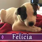 felicia