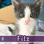 fitz