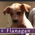 flanagan