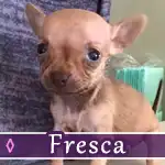 fresca