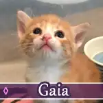 gaia