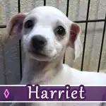 harriet