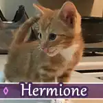 hermione