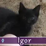 igor