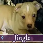 jingle