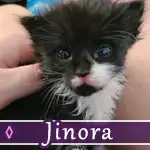 jinora