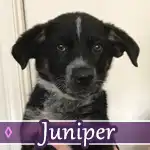 juniper