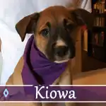 kiowa