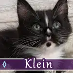 klein