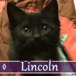 lincoln