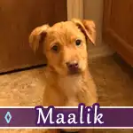 maalik