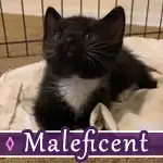 maleficent