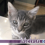 melvin