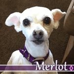 merlot