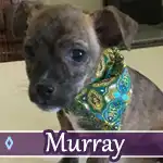 murray