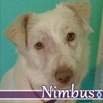 nimbus