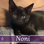 noni